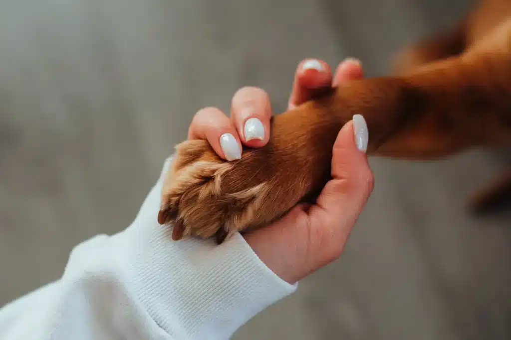Bedste Neglefil Til Hunde i Test 2024 – Sikker & Nem Neglepleje