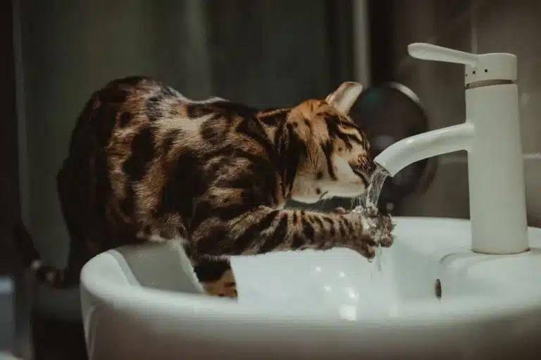 Bedste Drikkefontæne til katte 2026 – Sammenlign 5 af de bedste modeller